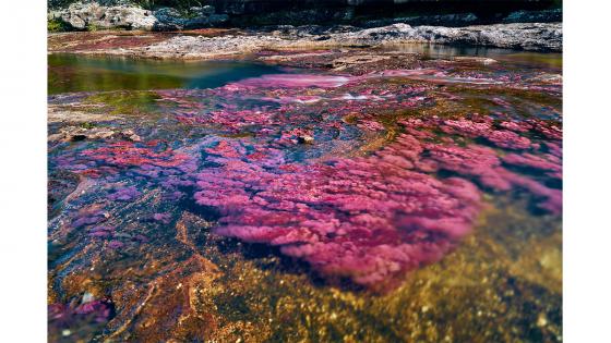 Caño-Cristales-Colombia