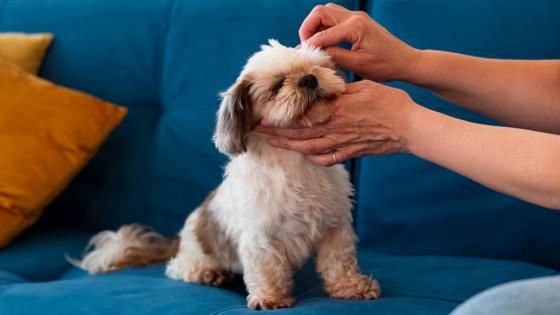 Así usted podrá prevenir la tos en su mascota. Conozca los tips.