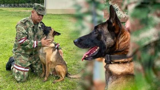 ¿Cuáles son los requisitos para adoptar un perro jubilado del Ejercito?