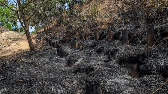 incendio cerro la bandera Cali 