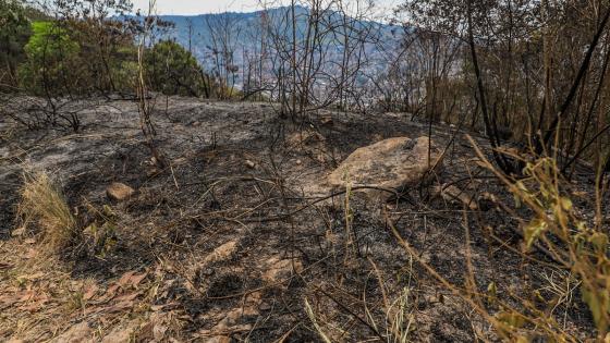 incendio cerro la bandera Cali 