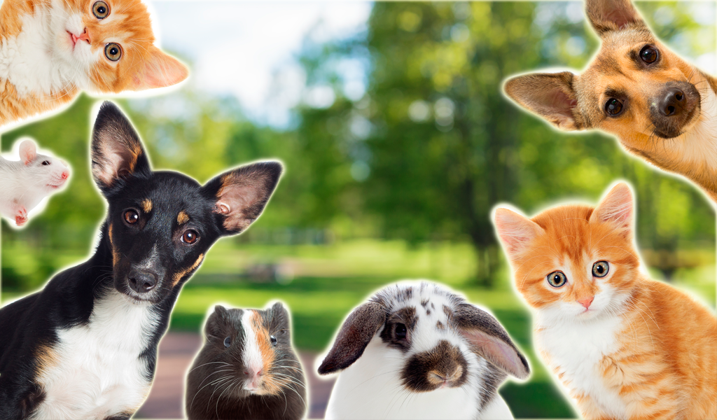 El zodiaco y las mascotas, una guía muy especial para los dueños
