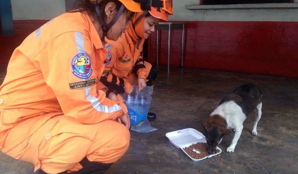 Resultado de imagen para animales afectados por hidroituango